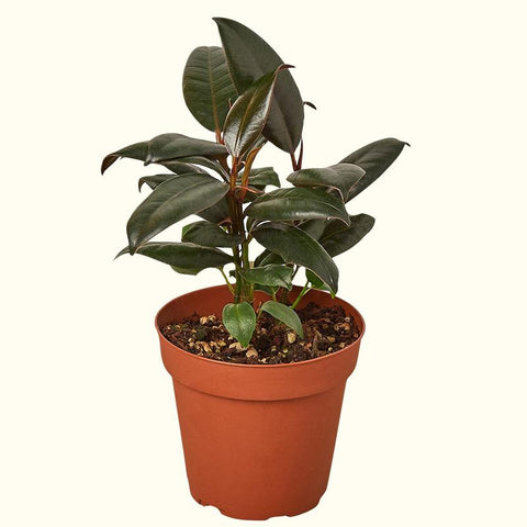 Rubber Plant for Sale