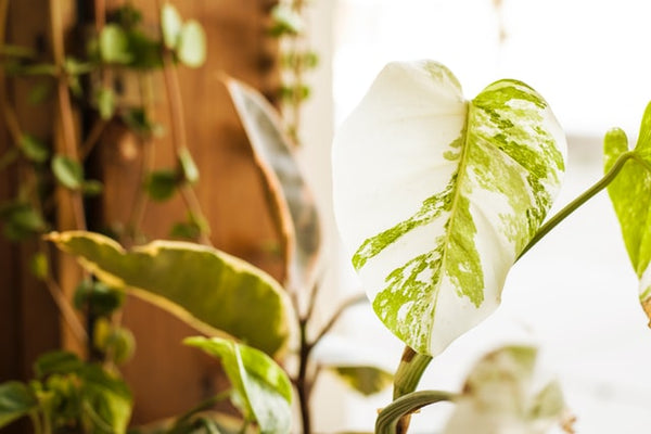 Monstera Split-Leaf / Philodendron Monstera Deliciosa for Sale