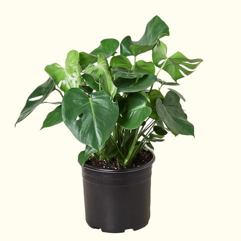 Monstera for sale