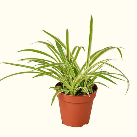 Spider Plant for sale