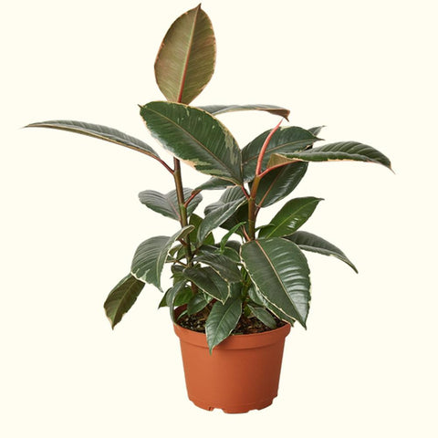 Ficus Rubber Tree for sale online