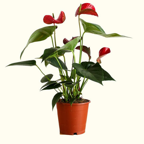 Anthurium house plant for sale online