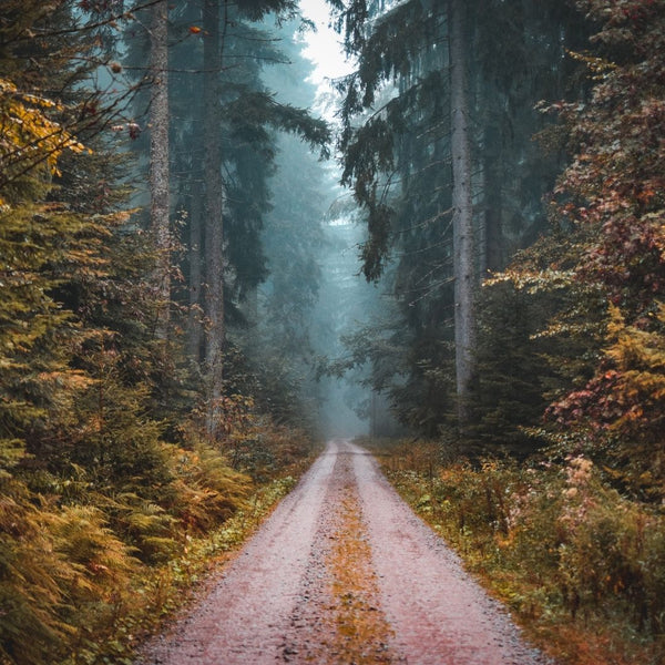 A Dirt Road in the Middle of a Forest