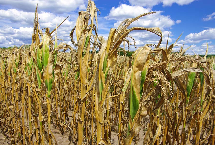 a cornfield under a blue sky