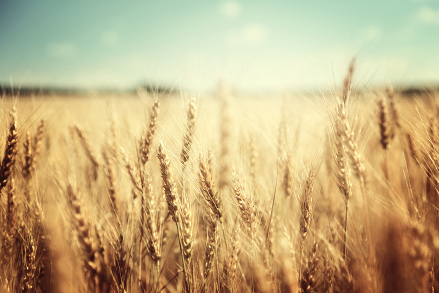 a field of wheat stretching to the sunset