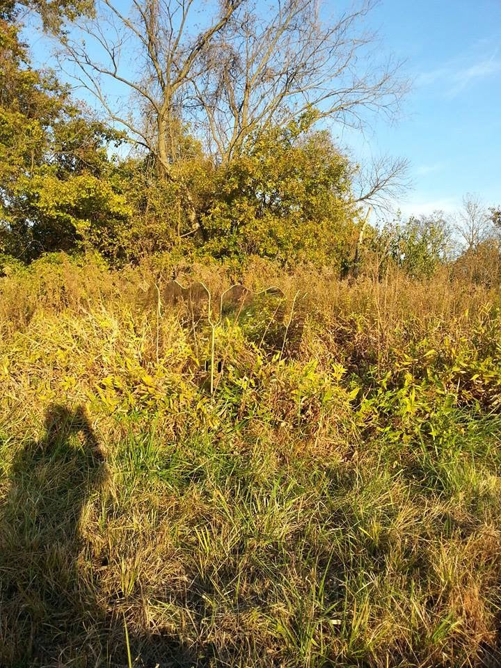 field of trees and brush