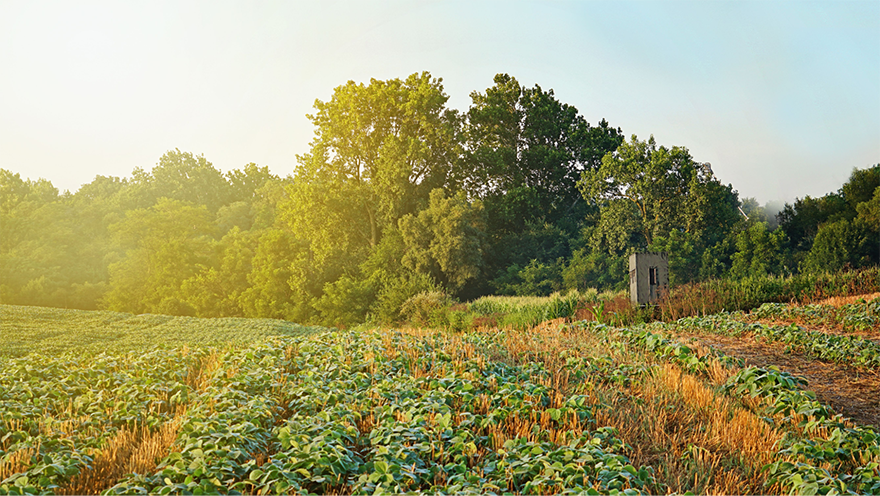 large crop field