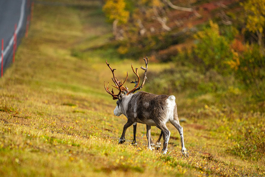 reindeer near road in autumn