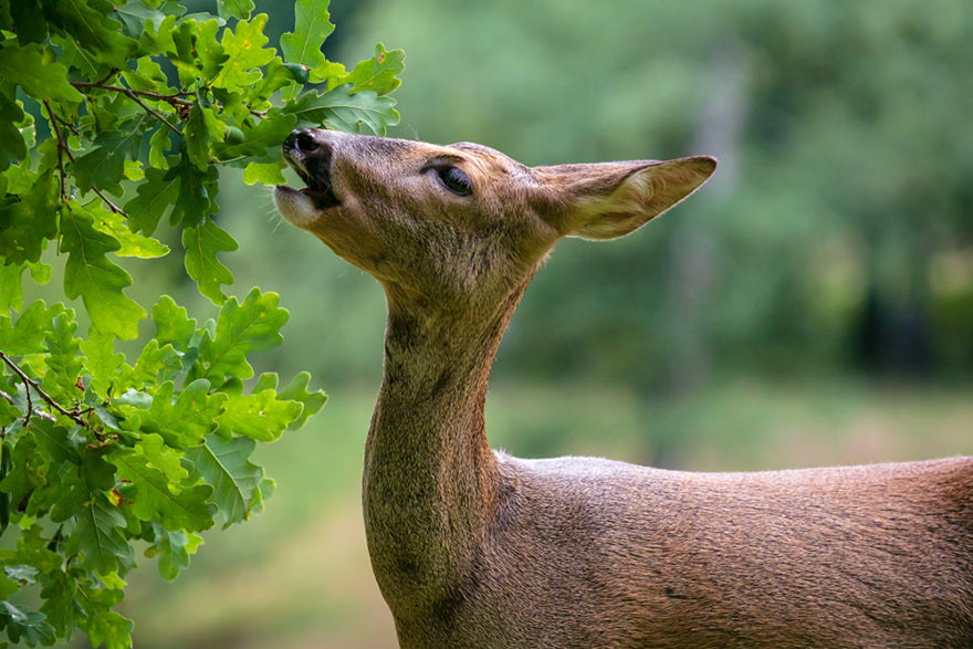 a deer eating acorns from a tree