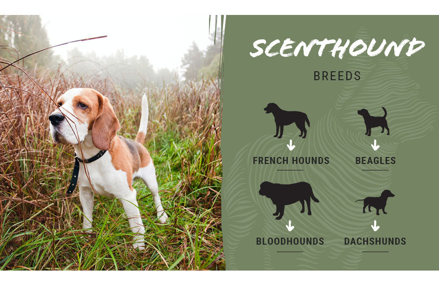 scenthound dog breeds