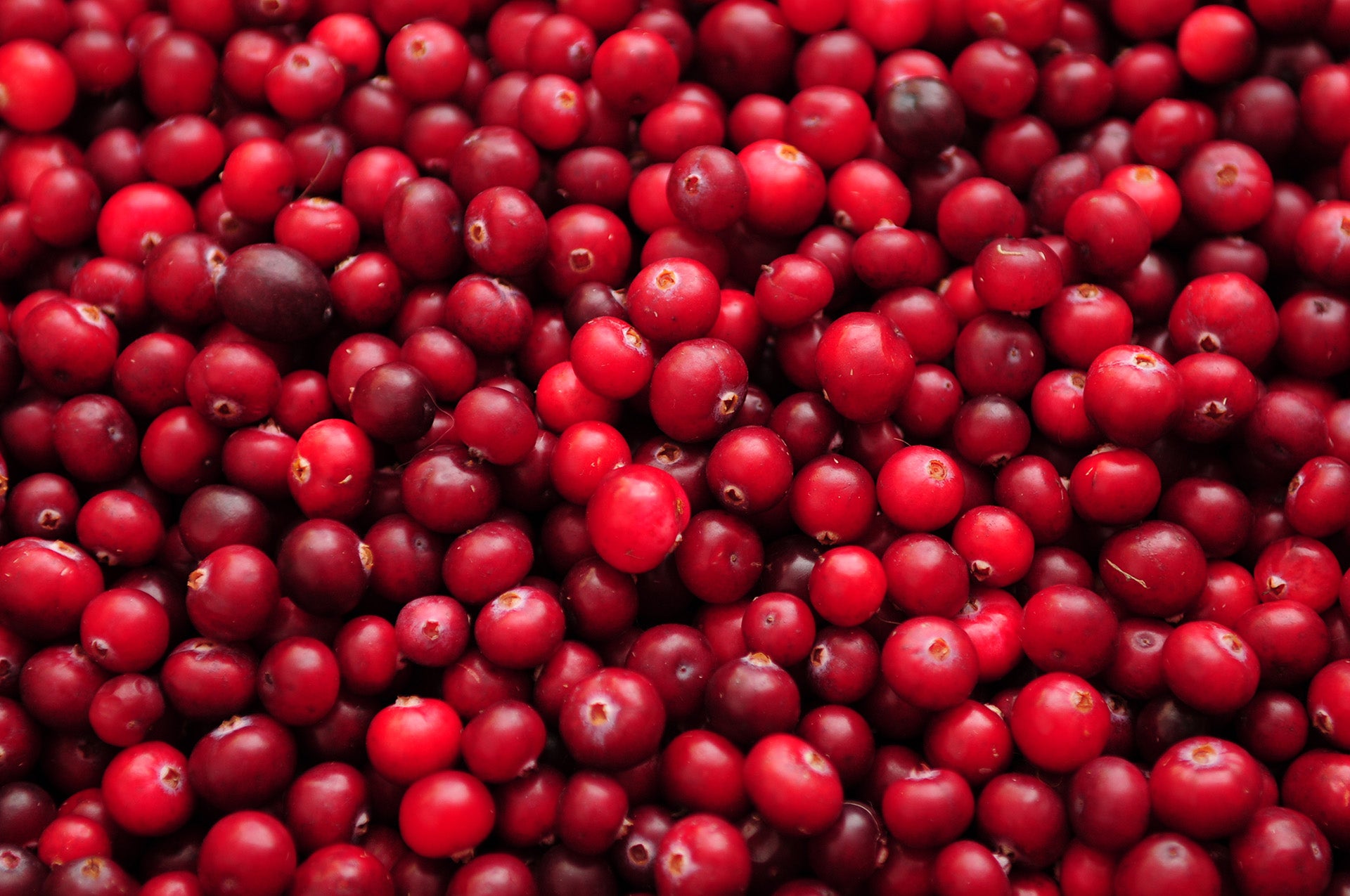 Fresh cranberries for Cranberry Basil Collagen “Mocktail”