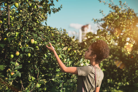 Girl apple picking