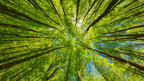 Forest from Below