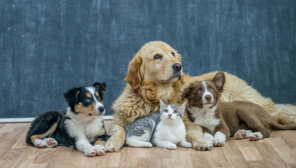 One cat and three dogs laying down together