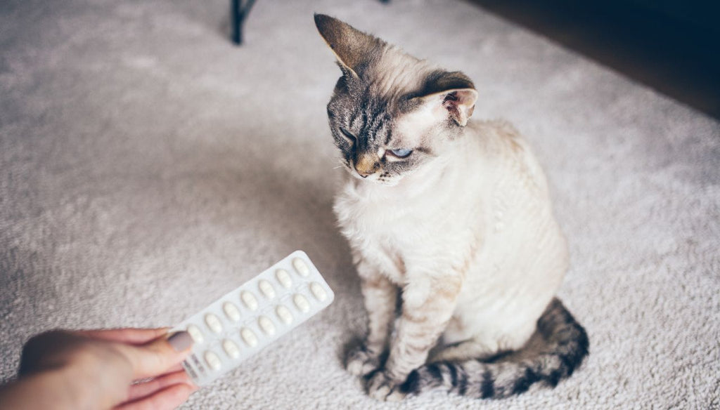 Cat making weird face when seeing his medicine