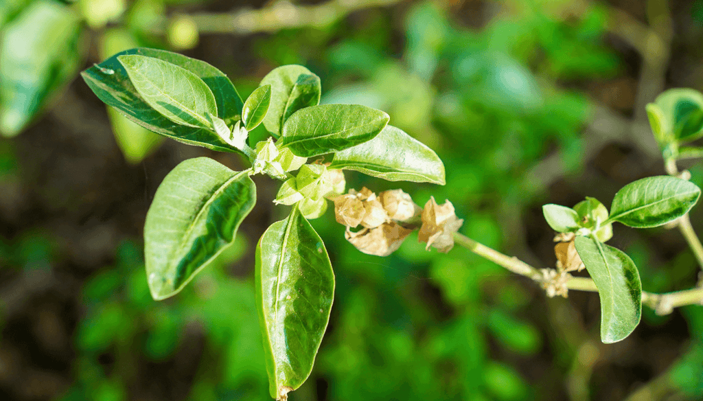 Ashwagandha plant