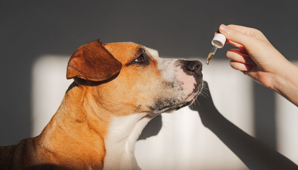 Dog taking his liquid supplement for better joints