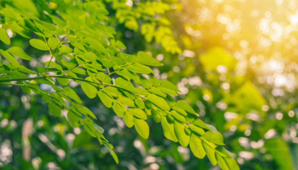 Moringa tree leaves