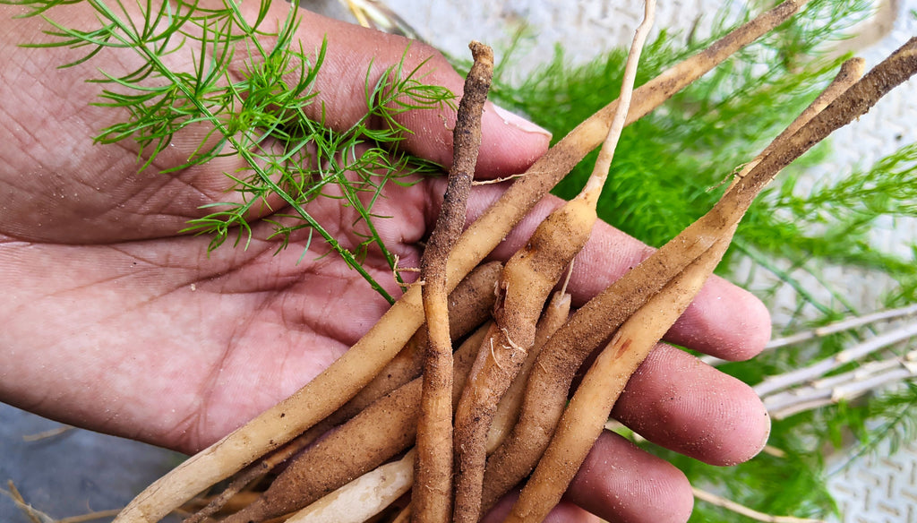 Shatavari roots on a human hand