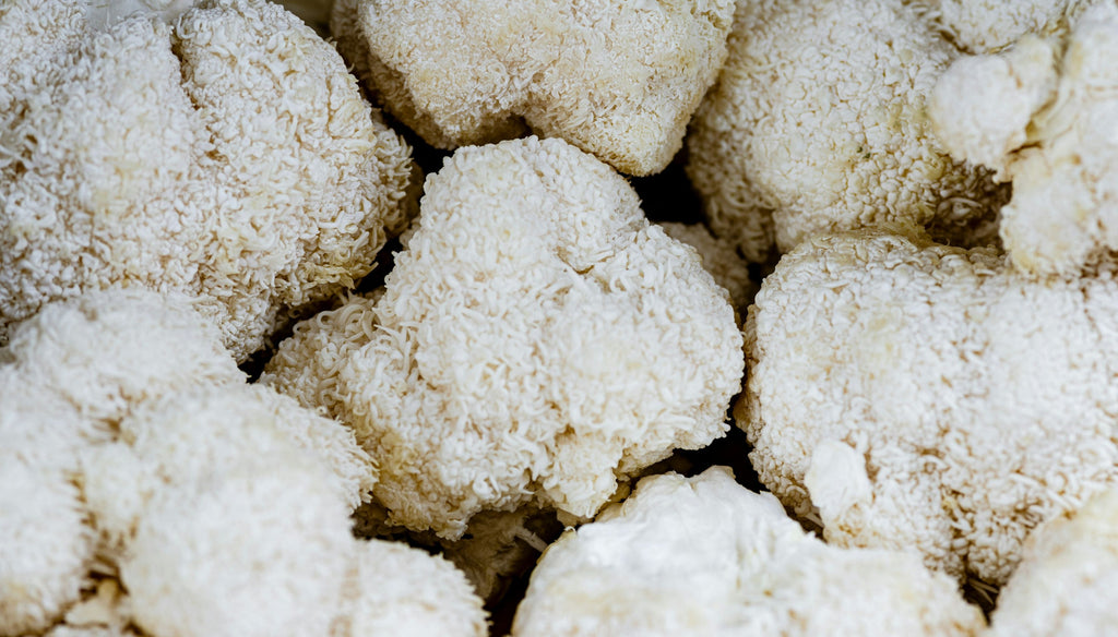 Lion's Mane Mushroom