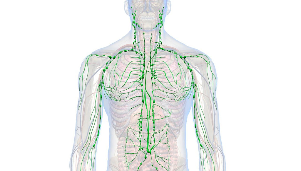 Human lymphatic system