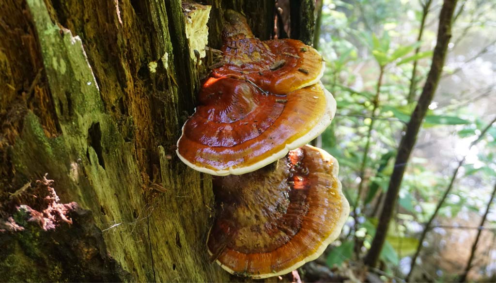 reishi mushrooms - tribe organics