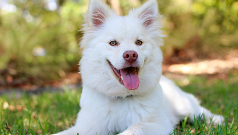 reasons to give your dog lion’s mane mushroom