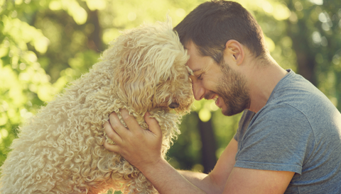 keeping a dog calmer