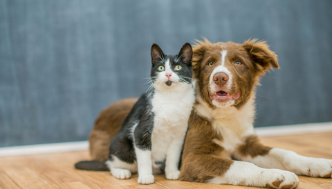 is boswellia really suited for dogs and cats