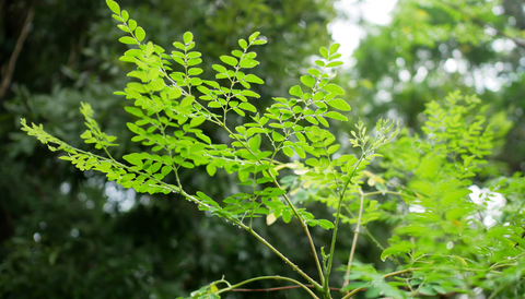 what is the nutritional value of moringa - tribe organics