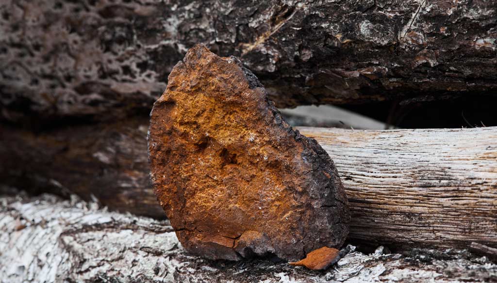 chaga mushrooms - tribe organics