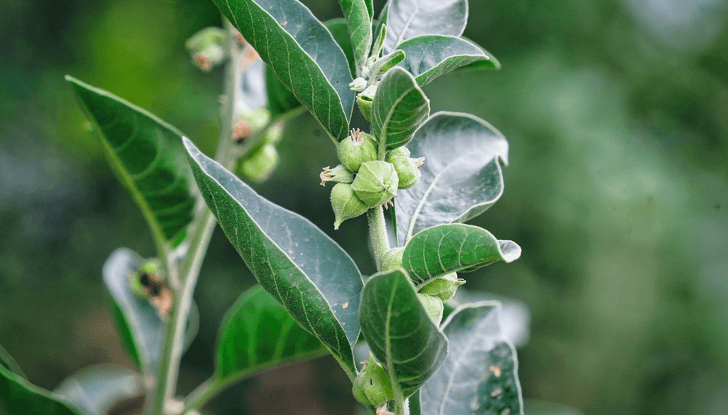 Ashwagandha plant