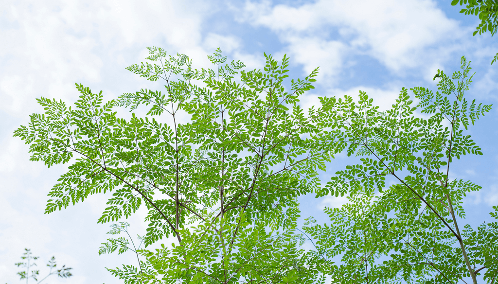 What is Moringa? Exploring the Miraculous Tree of Life