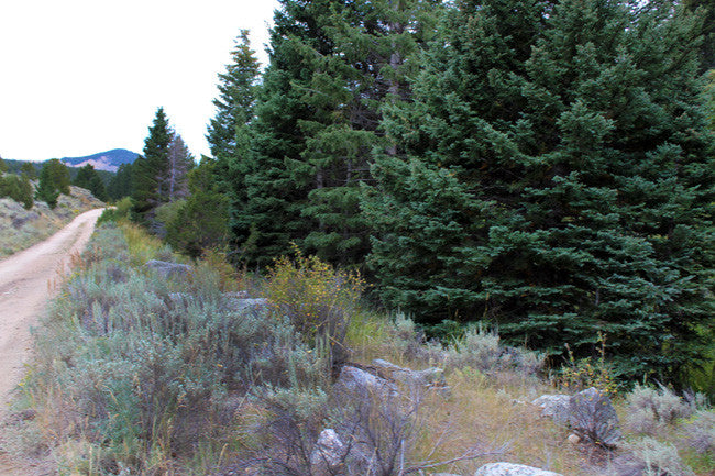 BONNIES GOLD Placer Mining Claim, Thief Creek, Beaverhead County, Mont