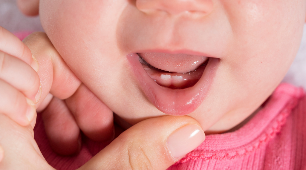 Close up of babies mouth with bottom lip pulled down to show two front teeth poking through 