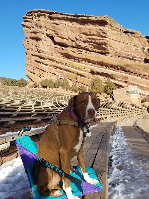 Dog sitting in a crazy creek chair at Red Rocks in Morrison, Colorado