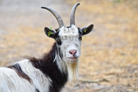 Cerveza bock, la cerveza de la cabra