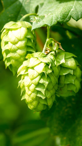 The final touch: hops and fermentation