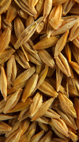 Malt: the star ingredient