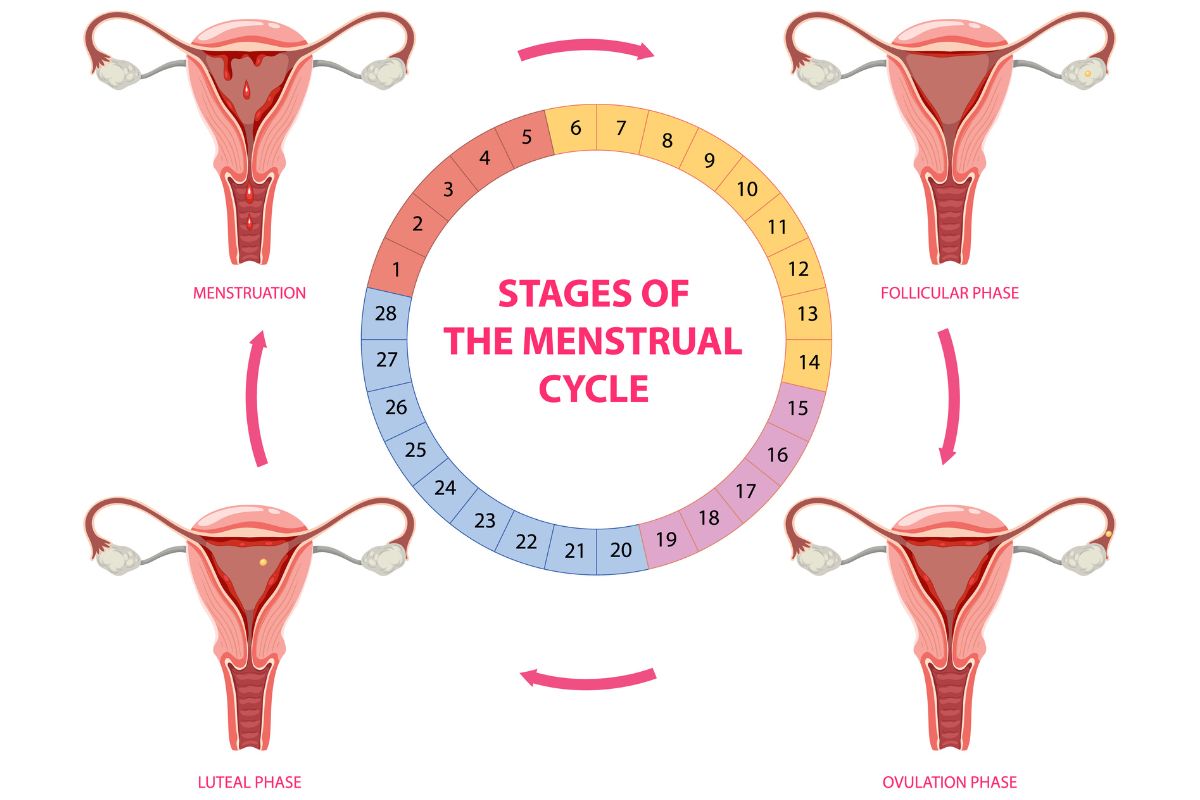 diagramma dell'ovulazione del ciclo mestruale
