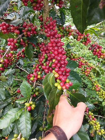 Koffiebonen Peru