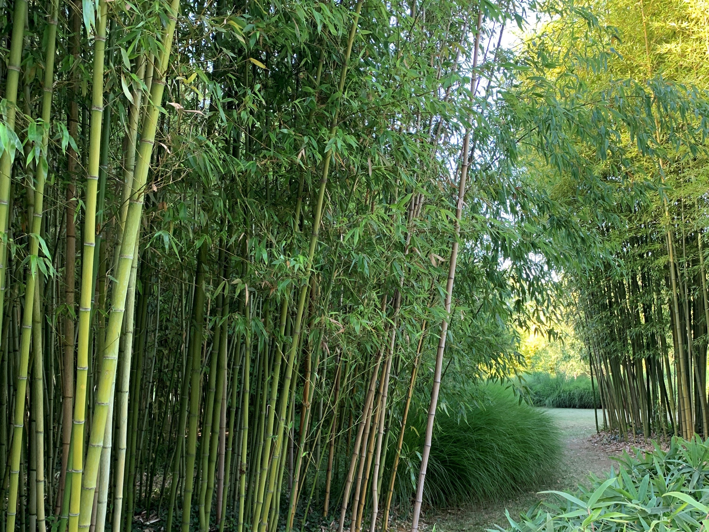 Manger une Pousse de Bambou: Ce que vous Devez Savoir (Guide 2024) - Bambou  en France