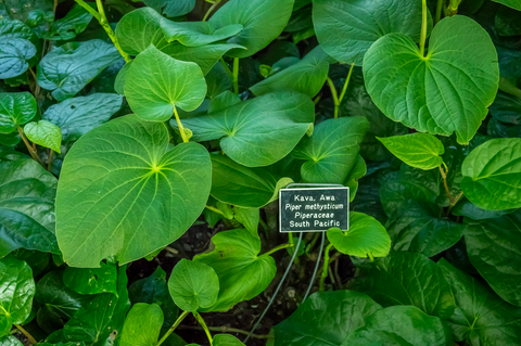 Kava Plant