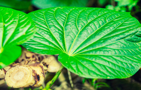 Kava plant