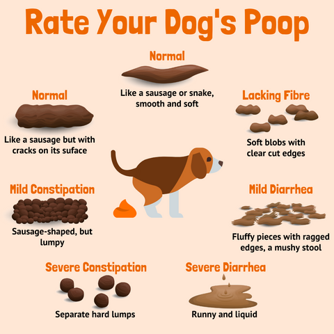 Dog Poop Chart