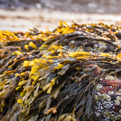 Bladderwrack on sea shores