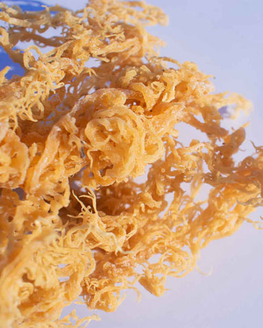 Gold dried sea moss