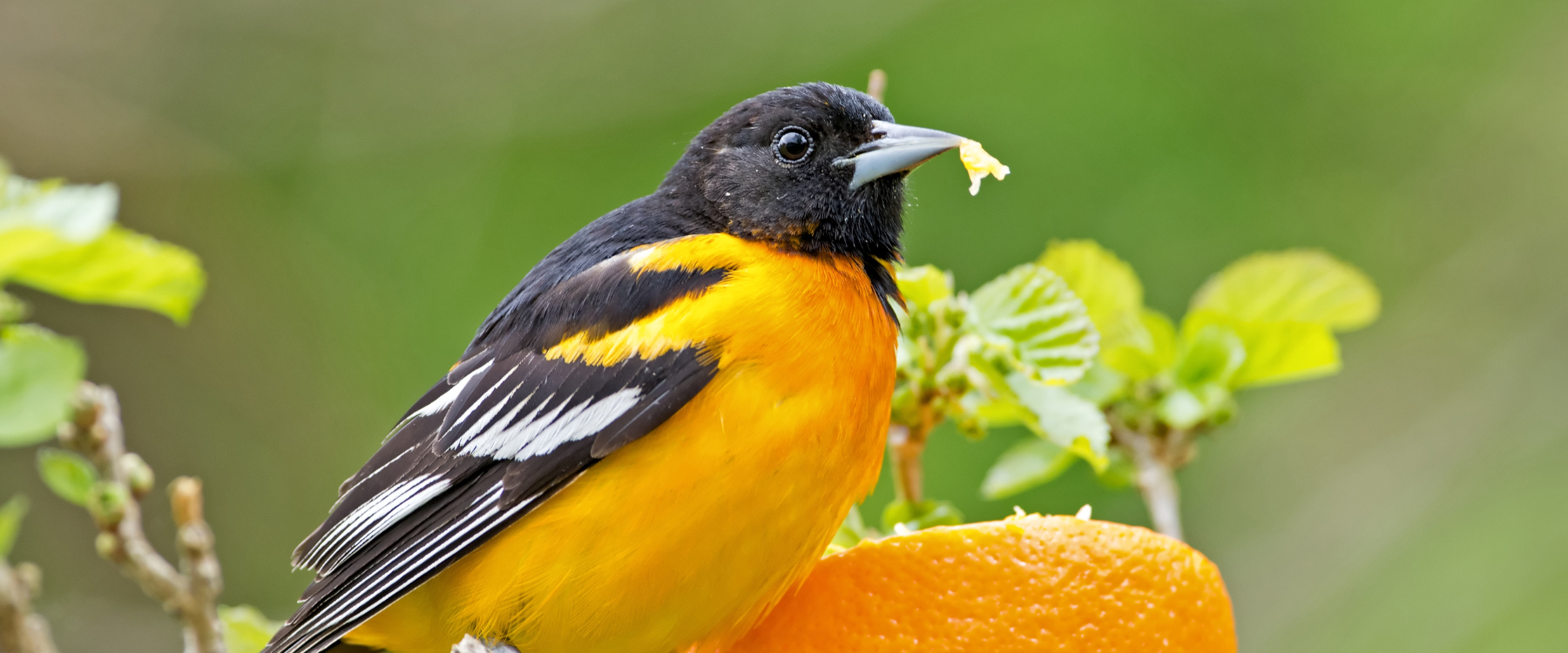 How to Attract Orioles This Spring