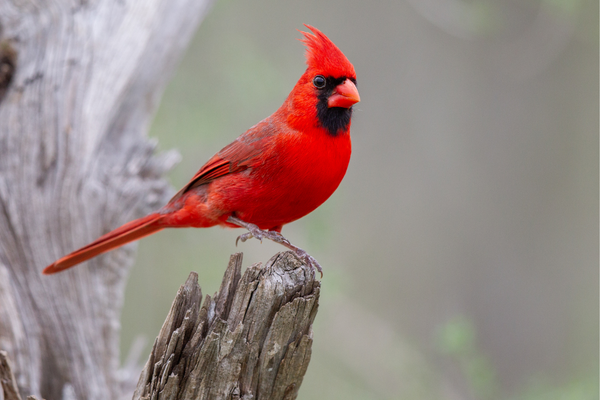Northern Cardinal | Birdertown.com