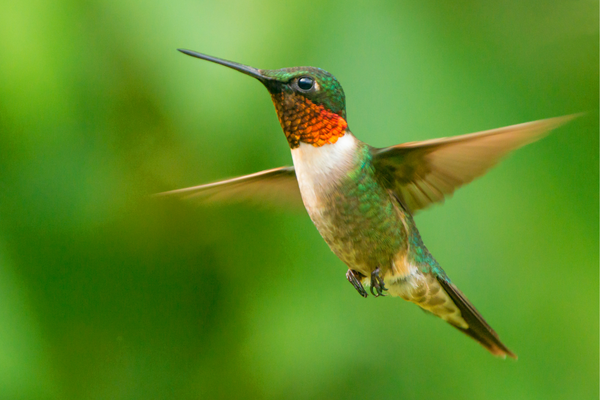 Ruby Throated Hummingbird | Birdertown.com
